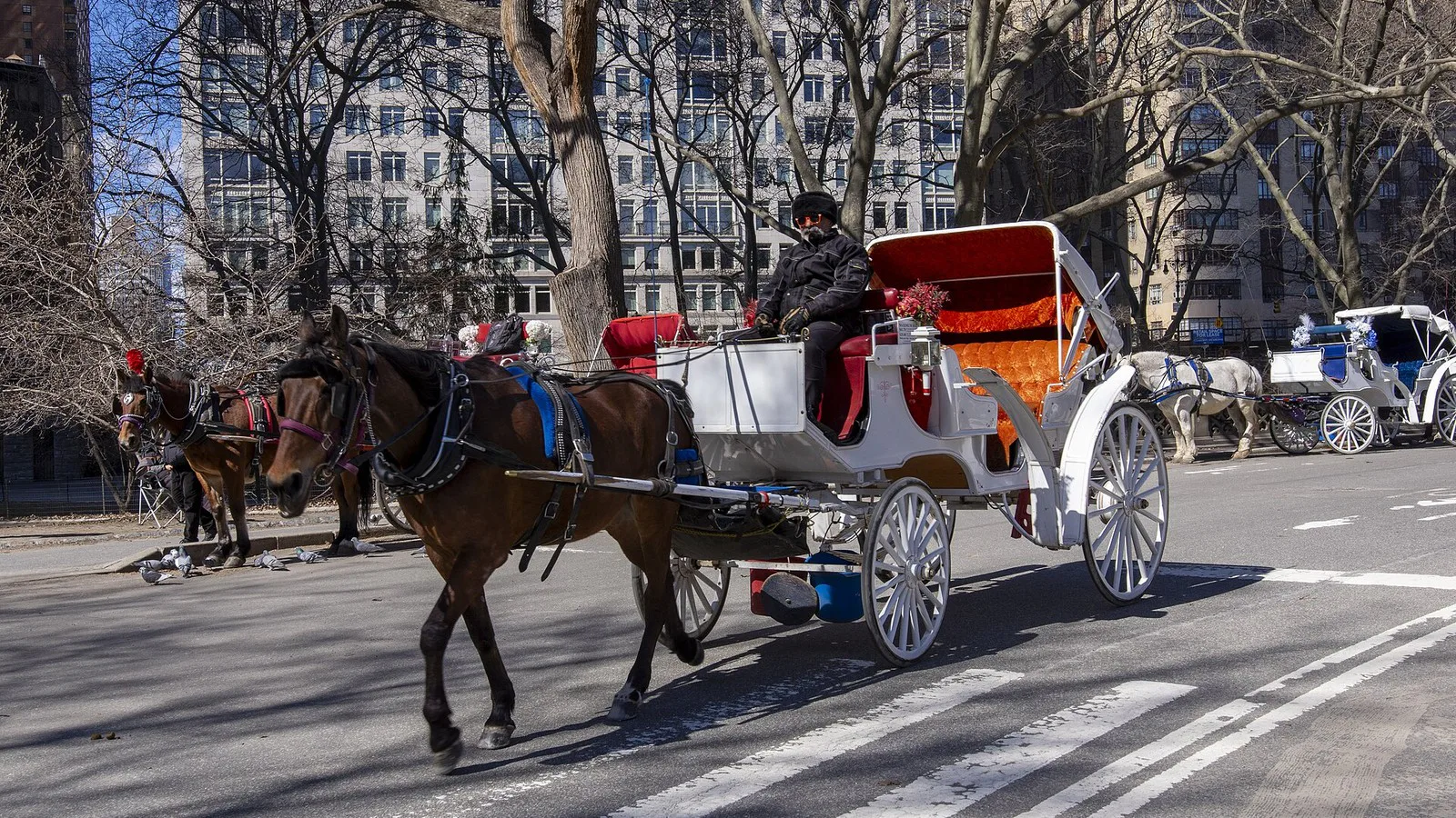Cavalo marrom puxa charrete branca com bancos vermelhos e condutor numa via do Central Park, em março de 2025