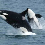 Duas orcas saltam para fora da água, de lado, no mar das Ilhas Aleutas, no Alasca (imagem ilustrativa; não são as orcas do estudo)