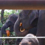 Elefantes-asiáticos comem abóboras no recinto do zoológico de Oklahoma City durante o Chomp & Stomp