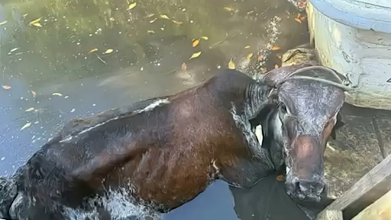 A novilha Veronica, com uma corda no pescoço, dentro da água de um canal ao lado de um píer, durante o resgate