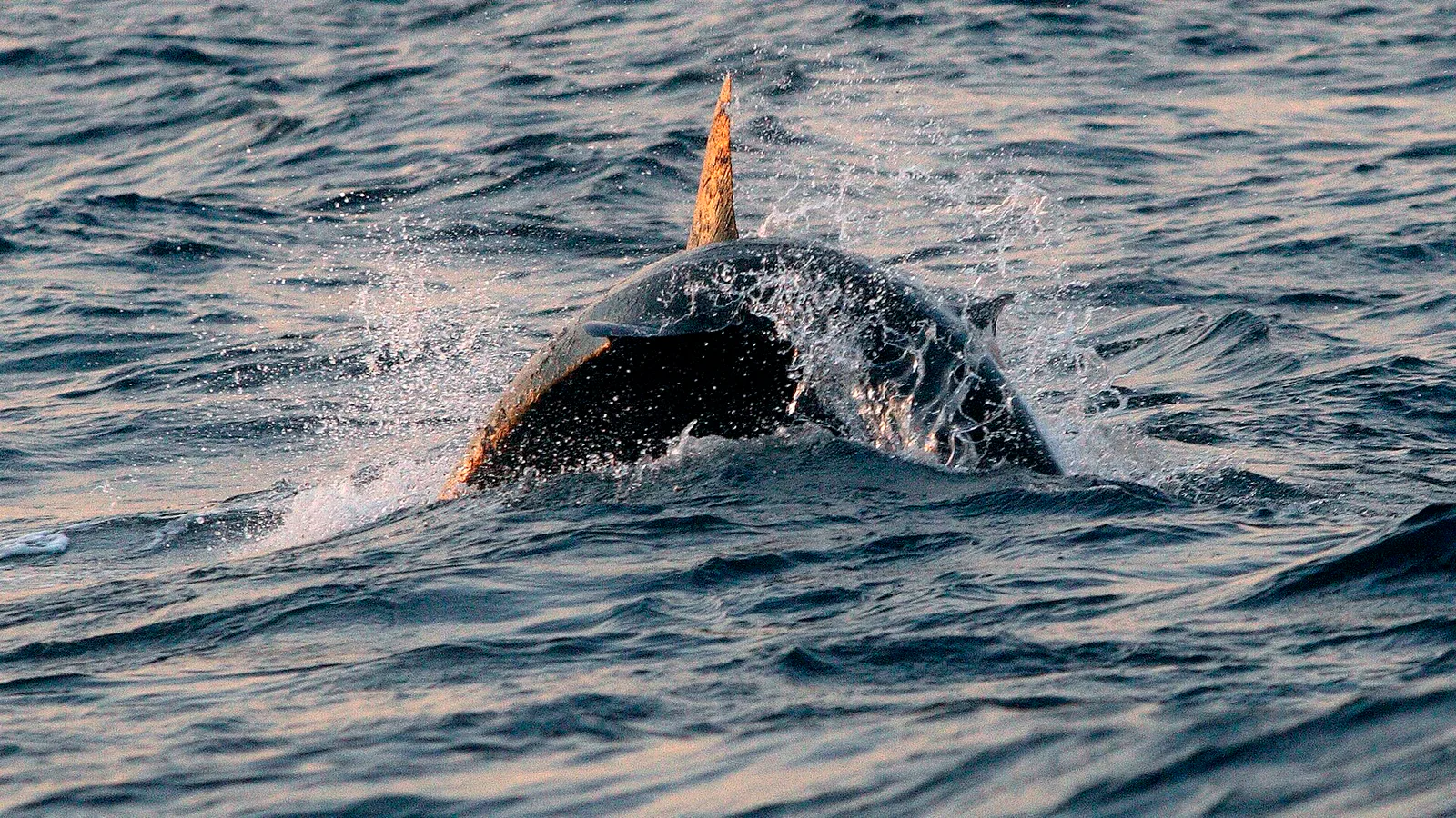 Tubarão-branco salta para fora da água atrás de focas em False Bay, na África do Sul (foto de arquivo)