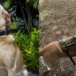 A labrador Trina, cadela farejadora da polícia da ilha do Havaí, em duas fotos lado a lado: sentada ao lado de plantas e com o colete "Police K9" durante treino