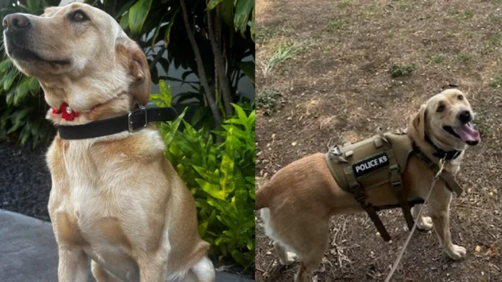 A labrador Trina, cadela farejadora da polícia da ilha do Havaí, em duas fotos lado a lado: sentada ao lado de plantas e com o colete "Police K9" durante treino