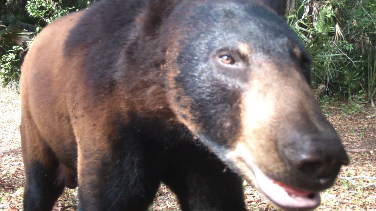 Urso-negro se aproxima de uma câmera automática no Refúgio Nacional de Vida Selvagem Florida Panther, na Flórida, em maio de 2017 (imagem de arquivo, não é o urso de Naples)