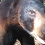 Urso-negro se aproxima de uma câmera automática no Refúgio Nacional de Vida Selvagem Florida Panther, na Flórida, em maio de 2017 (imagem de arquivo, não é o urso de Naples)