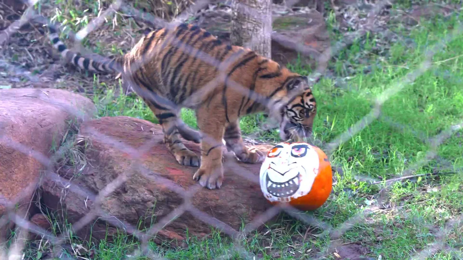 Tigre brinca com uma abóbora pintada com um rosto no zoológico de Oklahoma City