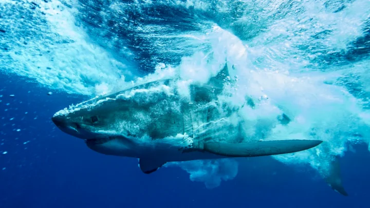 Tubarão-branco emerge numa explosão de espuma, visto de baixo d'água, na Ilha de Guadalupe, no México (foto de arquivo)