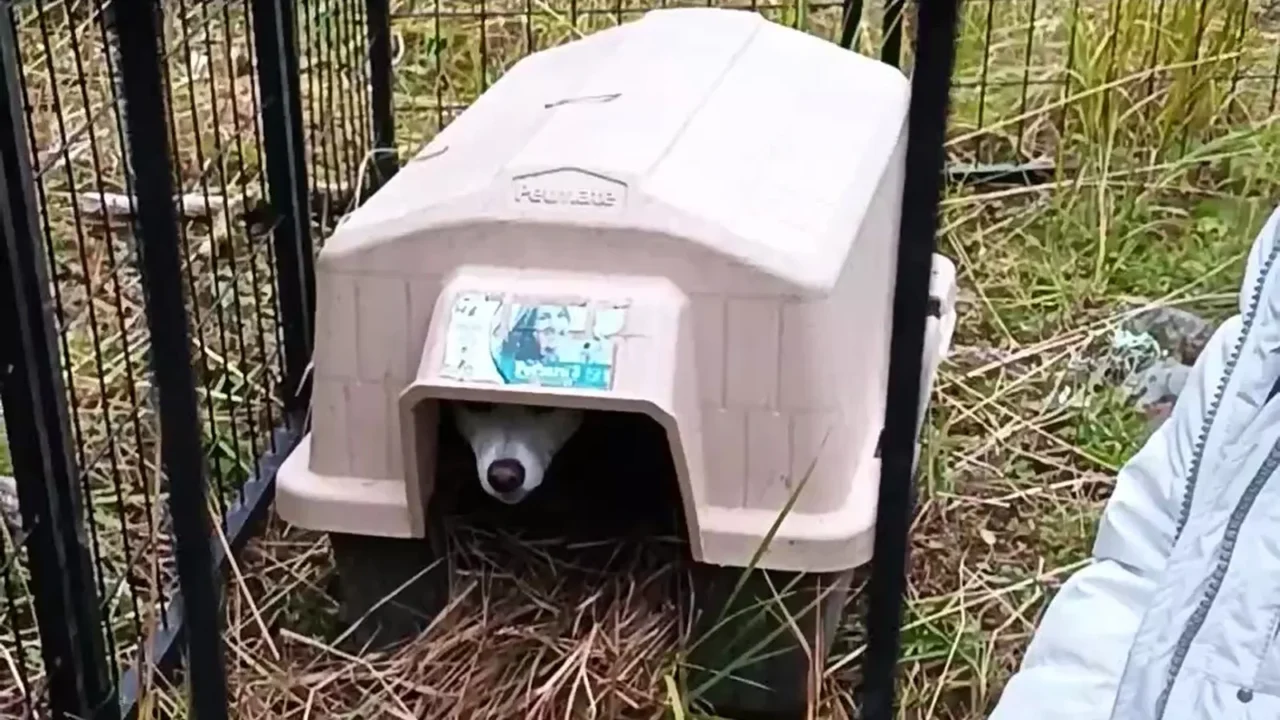 Luna espia de dentro de uma casinha de cachorro, cercada por grades, no dia em que foi encontrada em Yellowstone