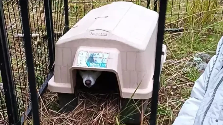Luna espia de dentro de uma casinha de cachorro, cercada por grades, no dia em que foi encontrada em Yellowstone