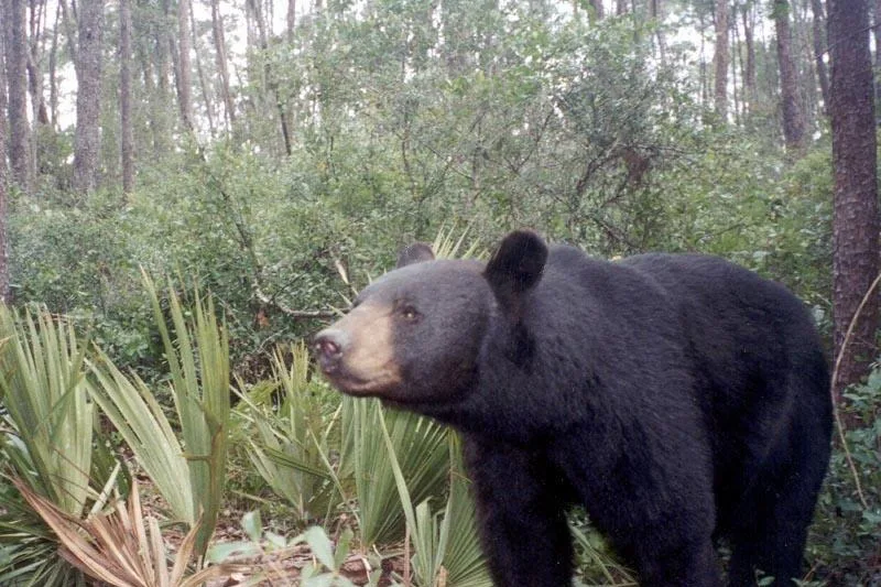 Urso-negro da Flórida flagrado por câmera de biólogos entre palmeiras-anãs na Floresta Nacional de Ocala (imagem de arquivo)