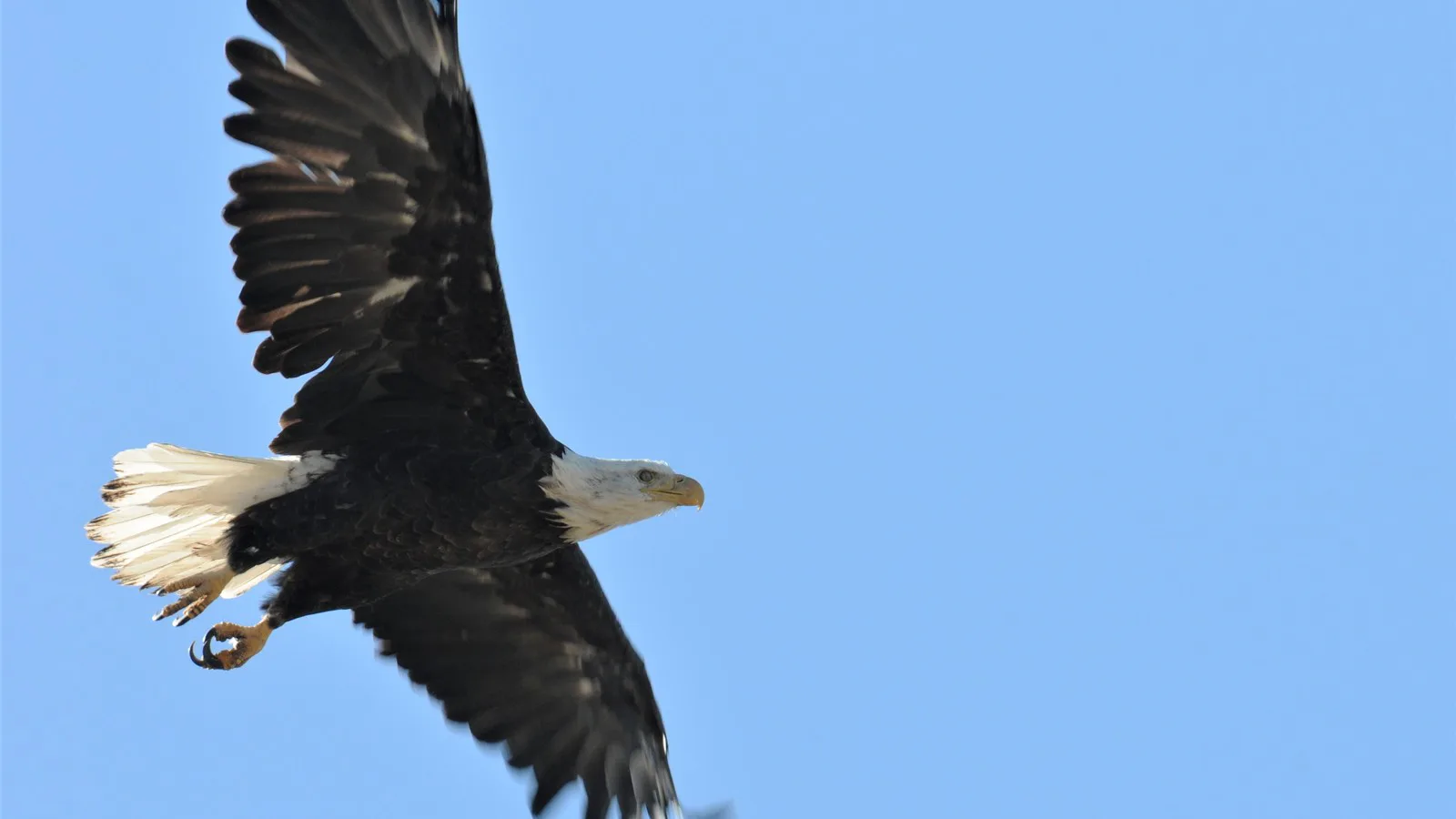 Águia-careca em voo, de asas abertas, contra o céu azul na região do lago Big Bear