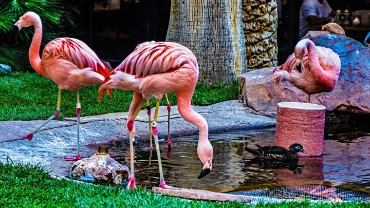 Flamingos-chilenos à beira de um lago raso no Wildlife Habitat do hotel Flamingo, em Las Vegas, em foto de 2018