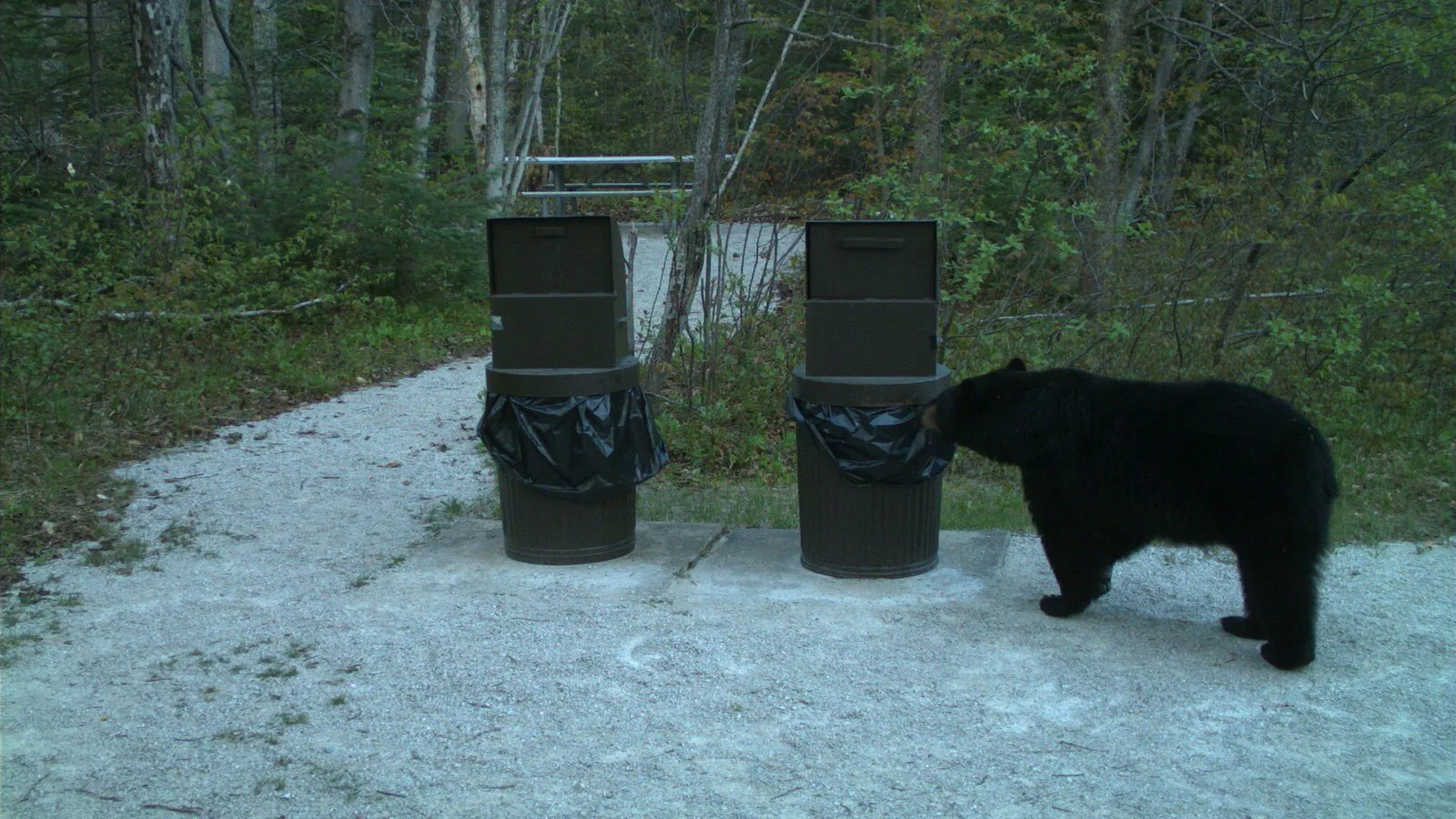 Urso-negro fareja uma lixeira em área de piquenique do Pictured Rocks National Lakeshore, no Michigan, em maio de 2016 (imagem de arquivo)
