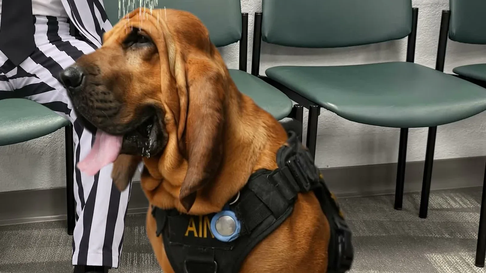 O cão Saint, de colete do gabinete do xerife, sentado ao lado da perna listrada do Beetlejuice numa sala de espera