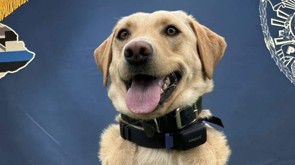 Retrato oficial da labrador Trina, de coleira preta, diante de um painel azul com o brasão da polícia do condado do Havaí