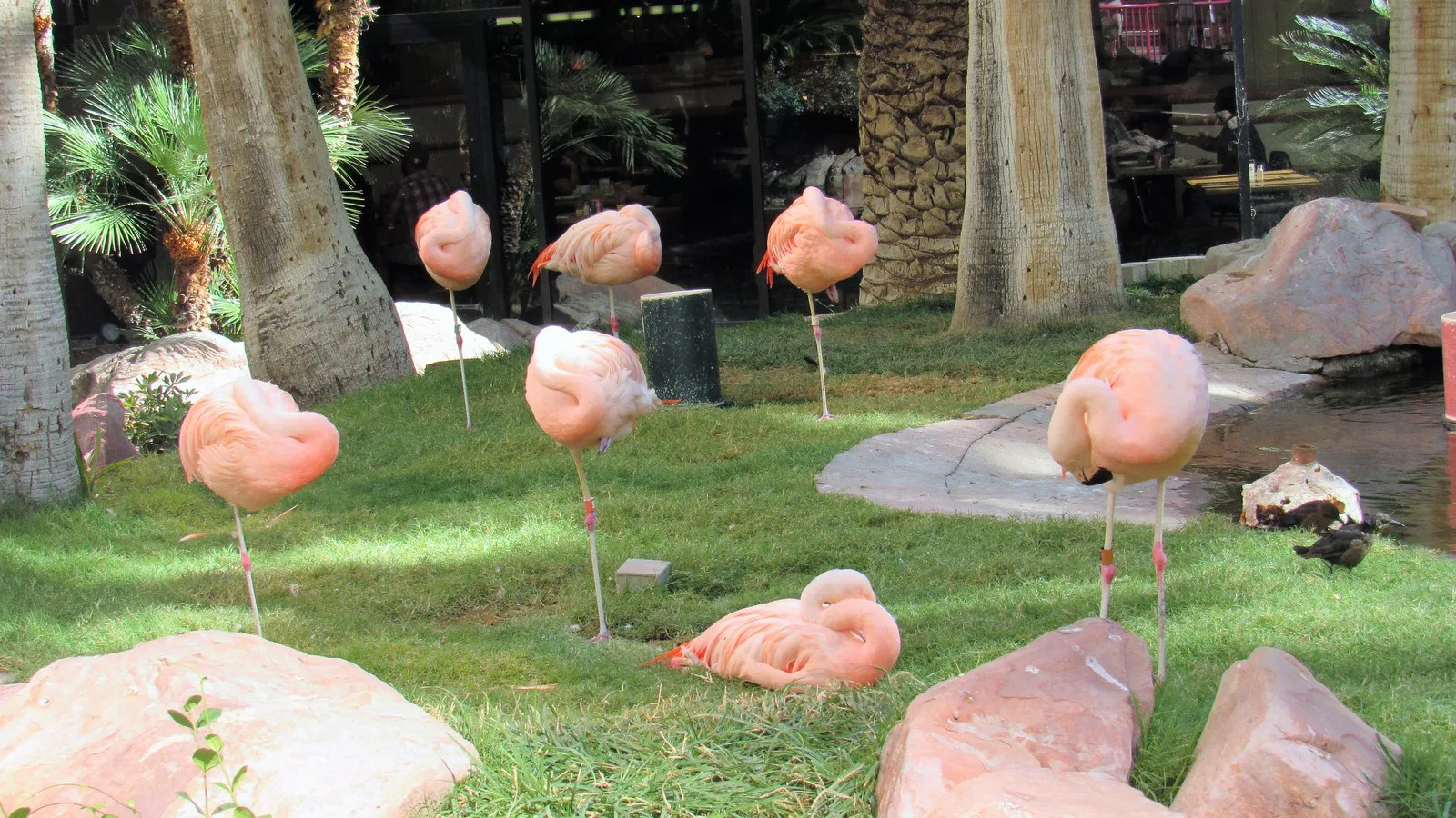 Flamingos descansam na grama, entre palmeiras e pedras, no Wildlife Habitat do Flamingo Las Vegas, em foto de 2019