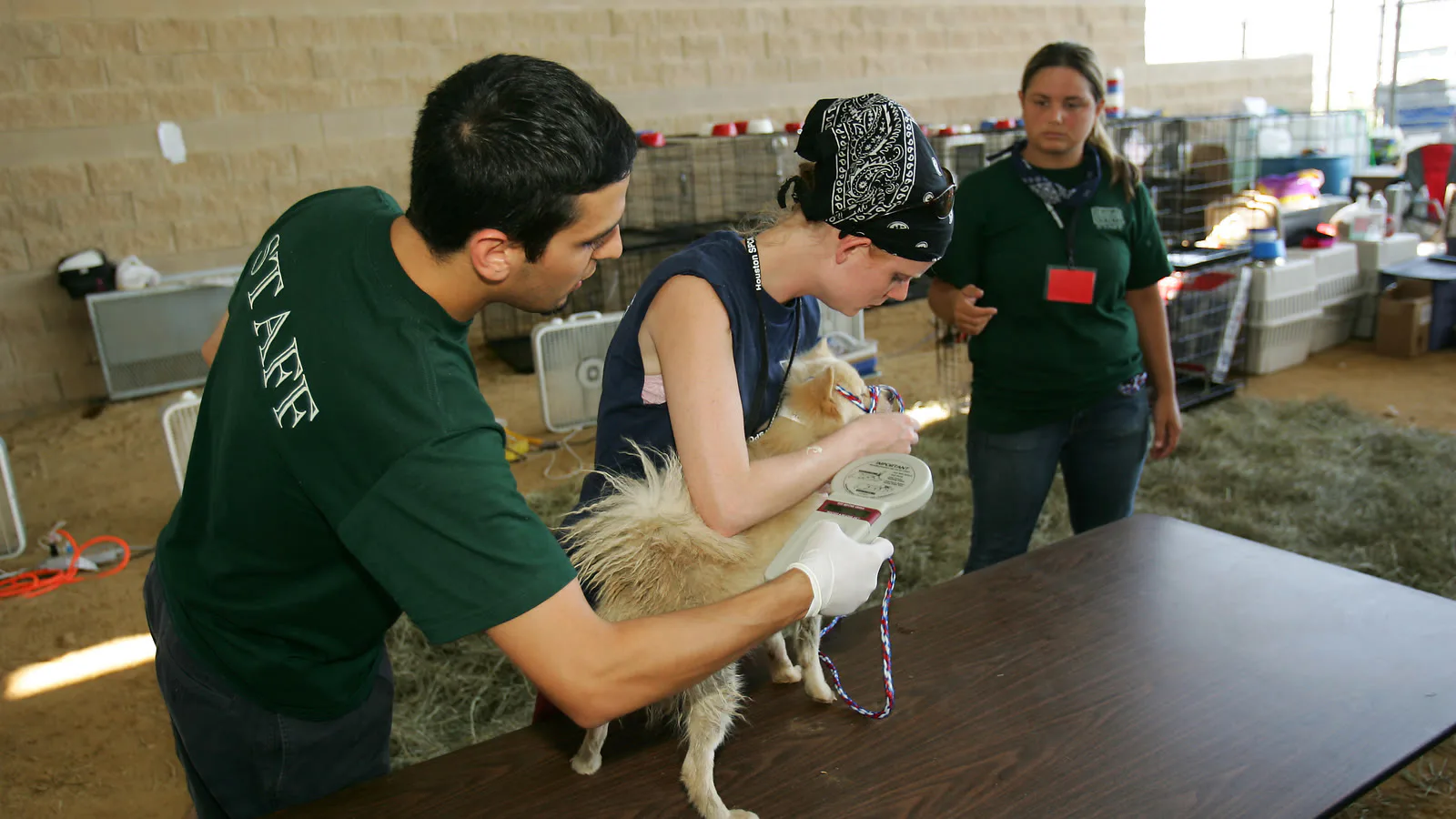 Veterinários voluntários examinam um cachorro pequeno sobre uma mesa num abrigo de emergência para animais no Texas