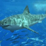 Tubarão-branco adulto nada em água azul no meio de um cardume, na Isla Guadalupe, no México, em 2006 (imagem ilustrativa; não é o filhote de Cape Cod)