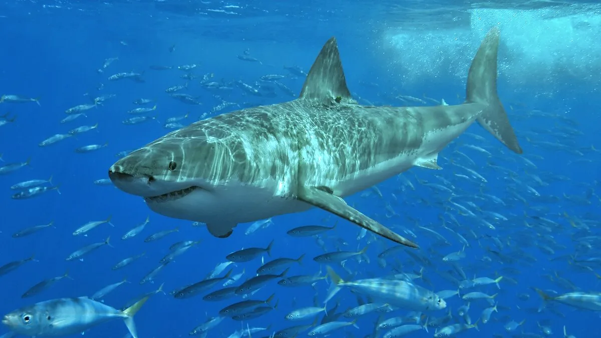 Tubarão-branco adulto nada em água azul no meio de um cardume, na Isla Guadalupe, no México, em 2006 (imagem ilustrativa; não é o filhote de Cape Cod)